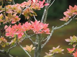 Attēlu rezultāti vaicājumam “Enkianthus chinensis flower”