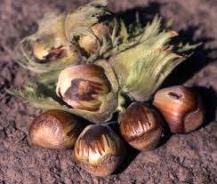Attēlu rezultāti vaicājumam “Corylus avellana fruit”