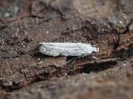 Attēlu rezultāti vaicājumam “Carpatolechia alburnella”