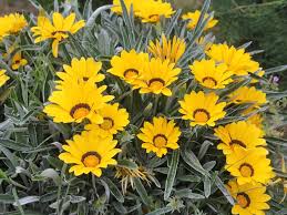 Image result for Gazanien