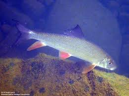 Image result for Moxostoma duquesnei