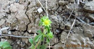 Attēlu rezultāti vaicājumam “Potentilla supina flower”