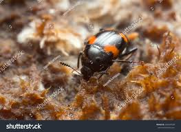 Attēlu rezultāti vaicājumam “Scaphidium quadrimaculatum”