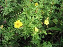 Attēlu rezultāti vaicājumam “Pentaphylloides fruticosa leaf”