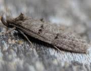 Attēlu rezultāti vaicājumam “Luquetia lobella”