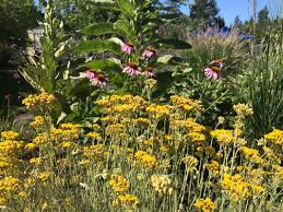 Image result for Helichrysum lindleyii