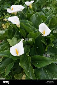 Attēlu rezultāti vaicājumam “Araceae”