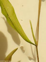 Attēlu rezultāti vaicājumam “Potamogeton gramineus”