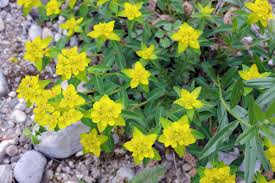 Image result for Wolfsmilch