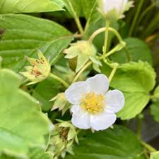 Attēlu rezultāti vaicājumam “Fragaria moschata flower”