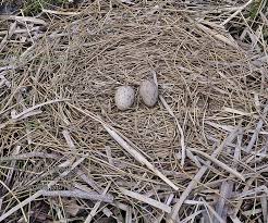 Attēlu rezultāti vaicājumam “Grus grus eggs”