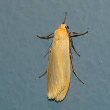 Attēlu rezultāti vaicājumam “Eilema sororcula”