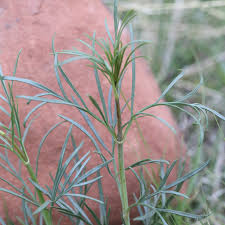 Attēlu rezultāti vaicājumam “Robinia neomexicana fruit”