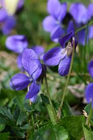 Image result for Viola odorata