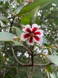 Attēlu rezultāti vaicājumam “Clusiaceae”