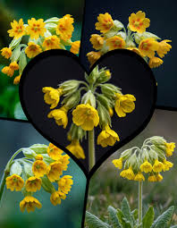 Image result for Primula veris