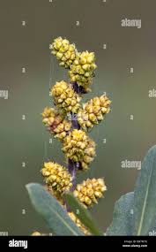 Attēlu rezultāti vaicājumam “Myrica gale male flower”