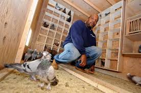 Image result for Meridian Racing Pigeon Lofts