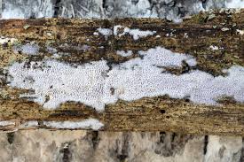 Attēlu rezultāti vaicājumam “Anomoporia bombycina”