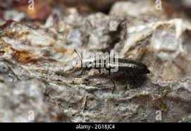 Attēlu rezultāti vaicājumam “Dasytes caeruleus imago”