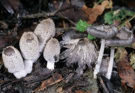 Attēlu rezultāti vaicājumam “Coprinus lagopus”
