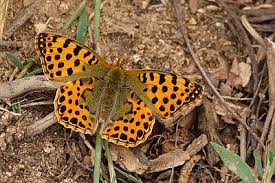 Attēlu rezultāti vaicājumam “Issoria lathonia”