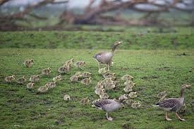 Attēlu rezultāti vaicājumam “Anser anser adult”