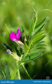 Attēlu rezultāti vaicājumam “Vicia lathyroides”