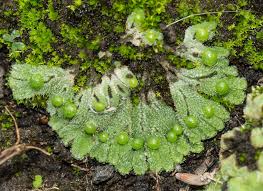 Attēlu rezultāti vaicājumam “Riccia sorocarpa macro”