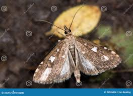 Attēlu rezultāti vaicājumam “Udea olivalis”