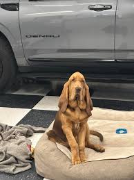 Image result for Carlisle BloodHounds