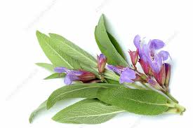 Attēlu rezultāti vaicājumam “Salvia officinalis leaf”