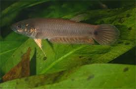 Image result for Cyprinus megalophthalmus