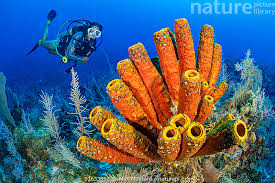 Attēlu rezultāti vaicājumam “Tubifera applanata”