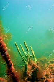 Attēlu rezultāti vaicājumam “Spongilla lacustris”