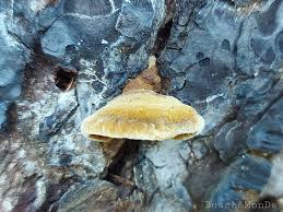 Attēlu rezultāti vaicājumam “Gloeophyllum abietinum”