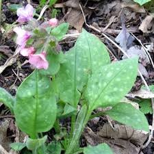Attēlu rezultāti vaicājumam “Pulmonaria saccharata”