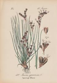 Attēlu rezultāti vaicājumam “Juncus squarrosus”
