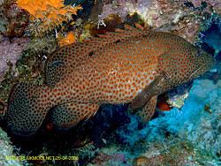 Image result for Cephalopholis cruentata