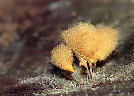 Attēlu rezultāti vaicājumam “Arcyria minuta macro”