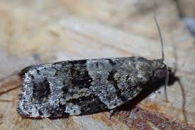 Attēlu rezultāti vaicājumam “Dichelia histrionana”