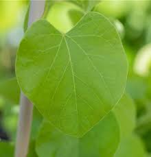 Attēlu rezultāti vaicājumam “Aristolochia durior leaf”