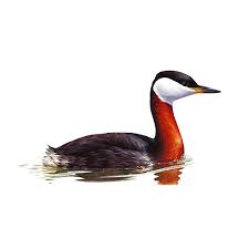 Attēlu rezultāti vaicājumam “Podiceps grisegena”