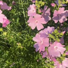 Image result for Malva moschata