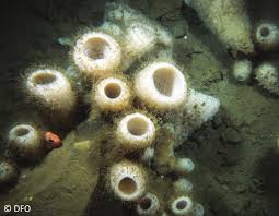 Image result for Vazella pourtalesii