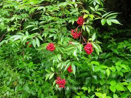 Attēlu rezultāti vaicājumam “Sambucus racemosa”