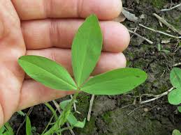 Attēlu rezultāti vaicājumam “Trifolium medium leaf”