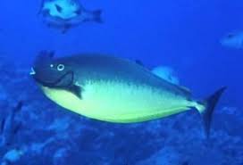 Image result for Naso hexacanthus