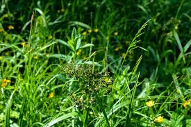Attēlu rezultāti vaicājumam “Scirpus sylvaticus flower”