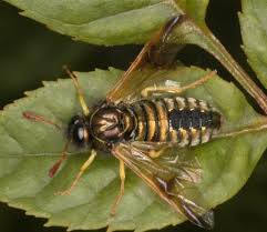 Attēlu rezultāti vaicājumam “Cimbicidae”